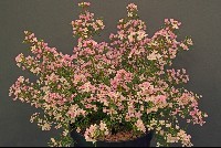 Baronia anemonifolia